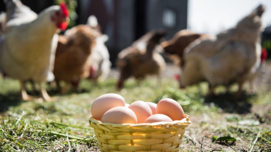 Im Vordergrund steht ein Körbchen mit Eiern, im Hintergrund sind Hühner im Freien.