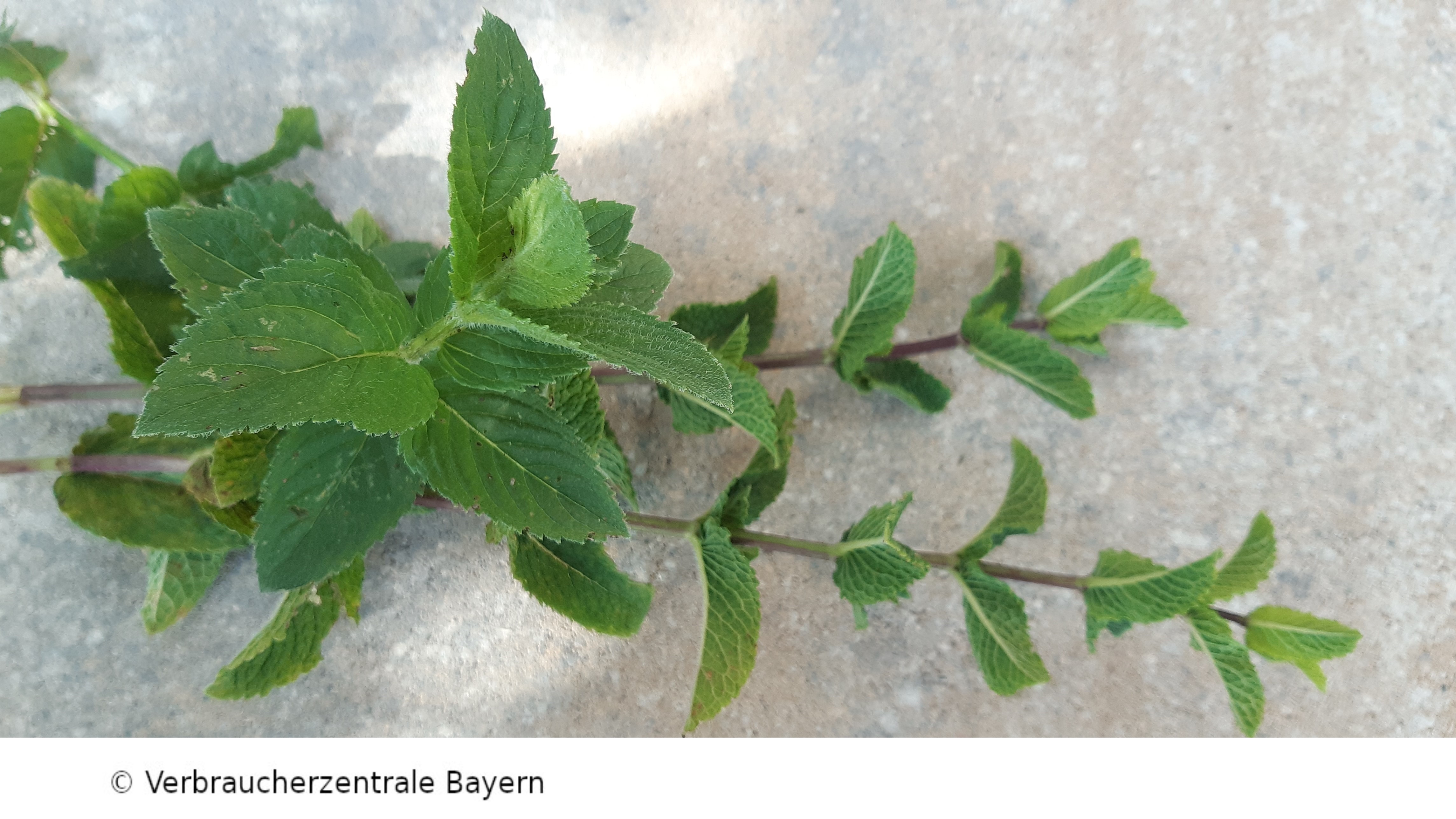 Streichrahmdip Mit Melisse Und Minze - Rezepte Suchen
