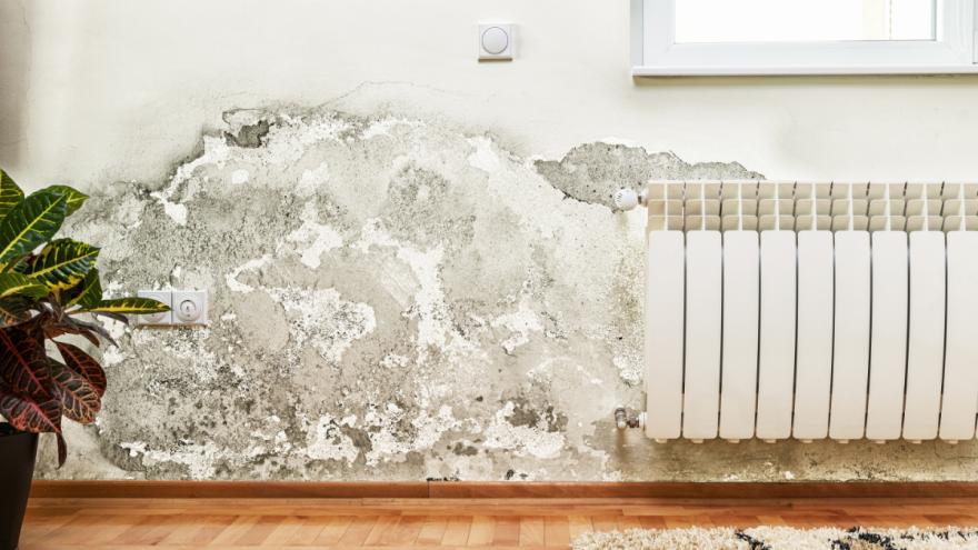 Schimmelflecken an Wohnungswand