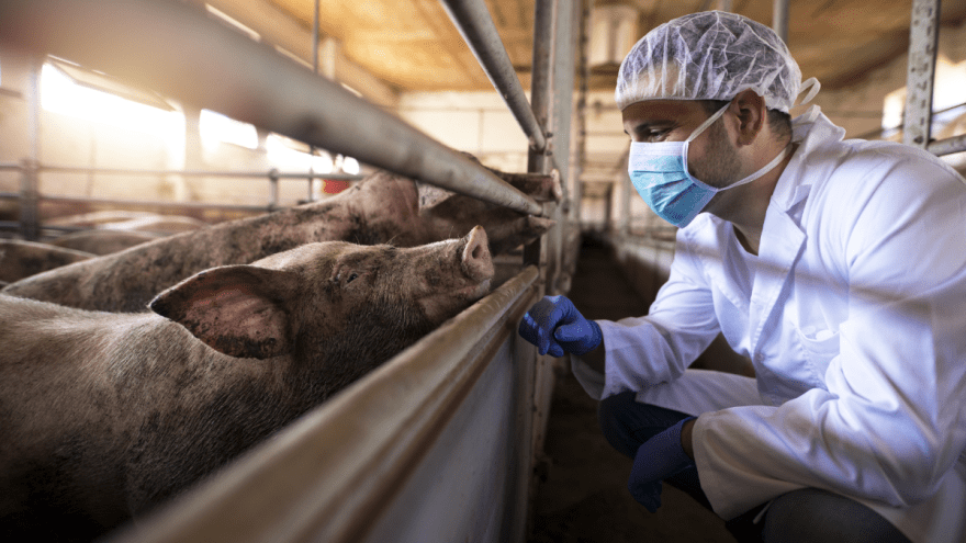 Ein Tierarzt in Schutzkleidung sieht sich Schweine in einem Betrieb an.