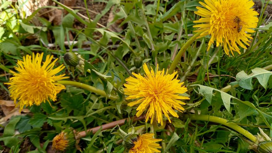 Löwenzahnblätter und Blüten