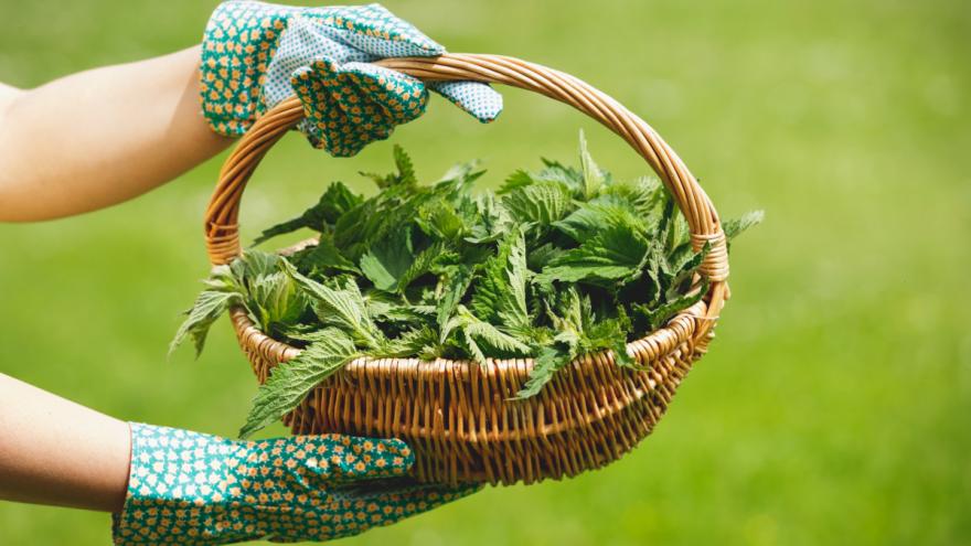 Ein Korb mit Brennnesseln, der von zwei Händen in grünen Gartenhandschuhen gehalten wird.
