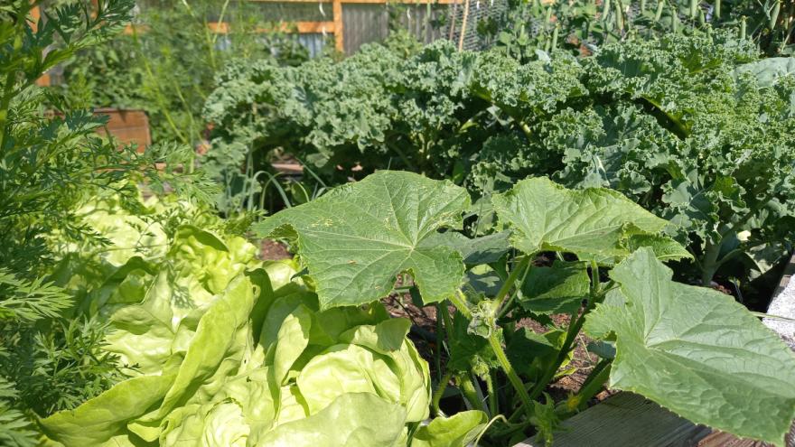 Gemüse im Garten