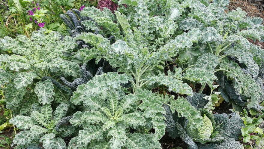 Angepflanzter Grünkohl im Garten