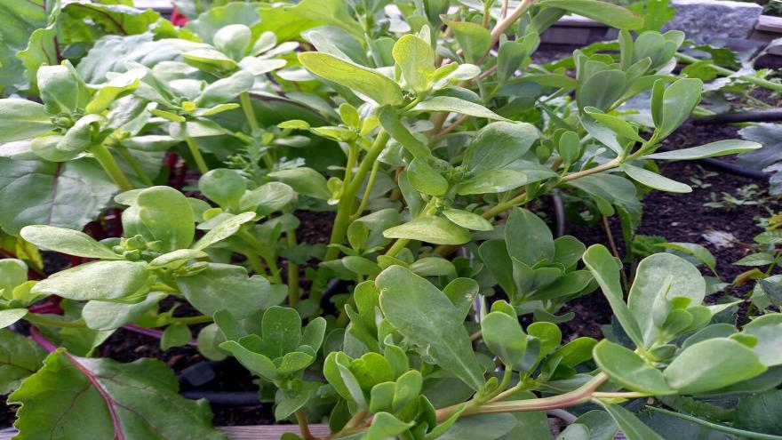 Sommerportulak wächst im Garten